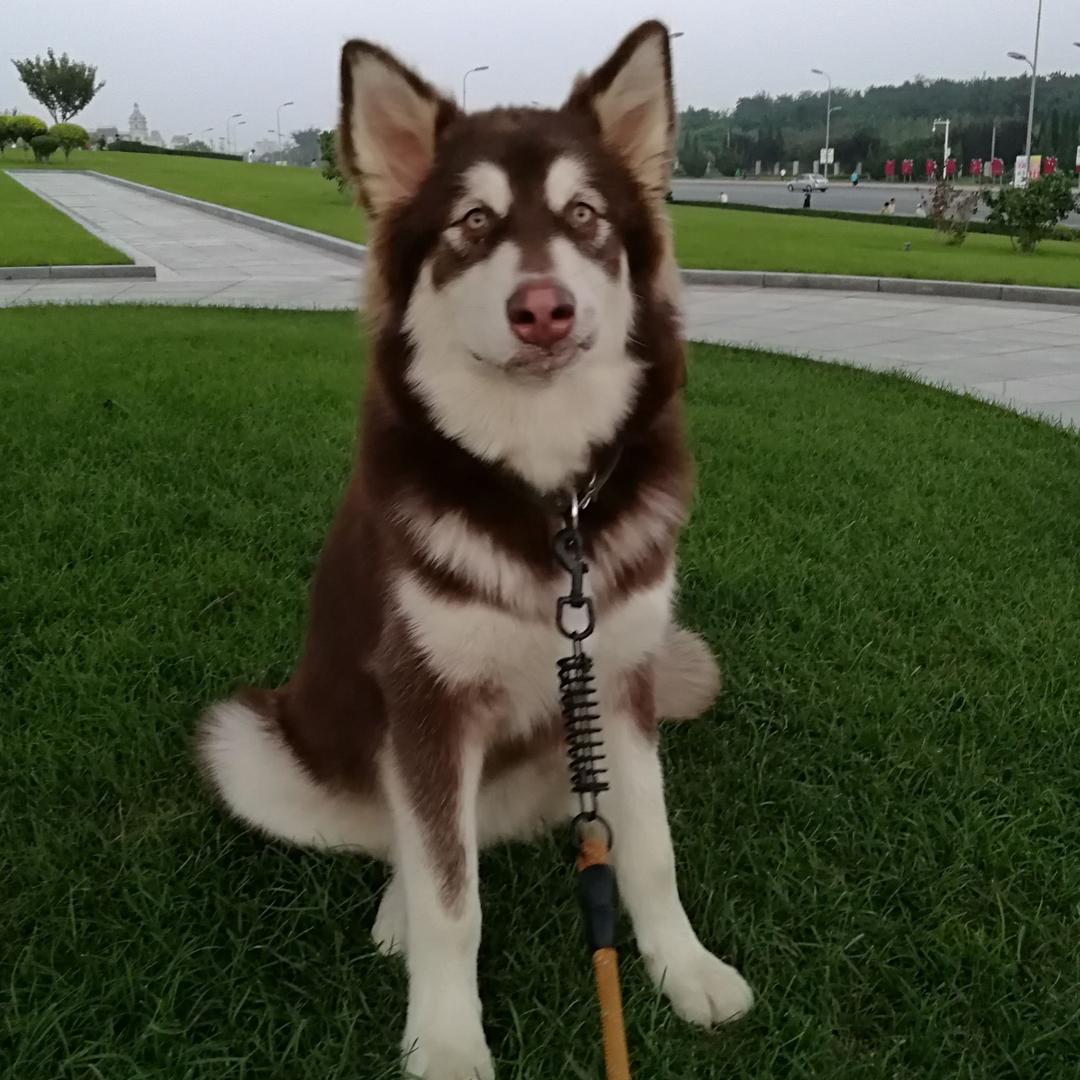 麦兜保姆