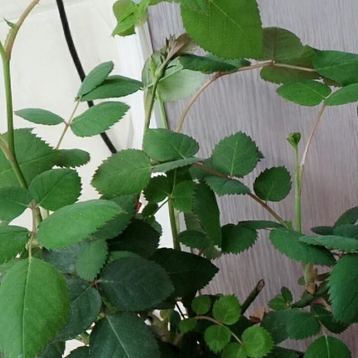 近近
