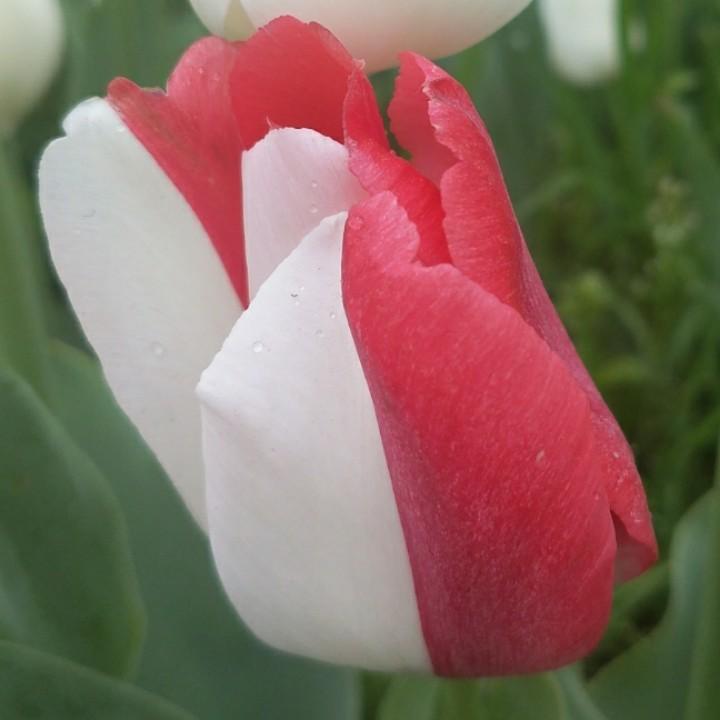 爱穿旗袍的老妈