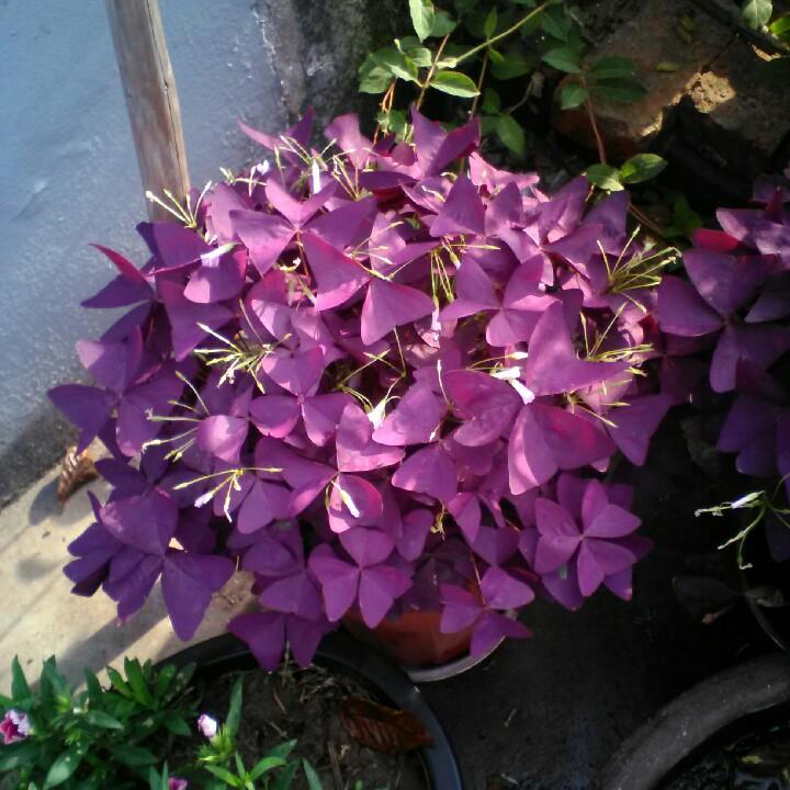 红梅
