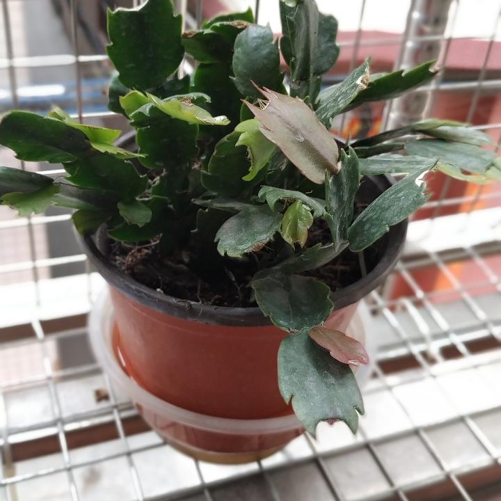月华