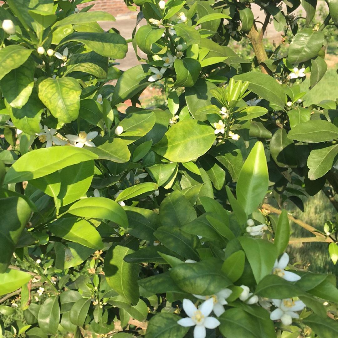 吴家平