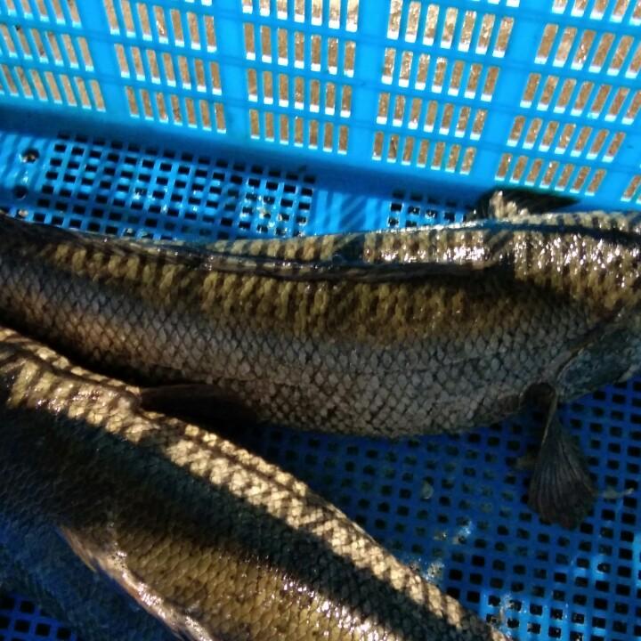 月光