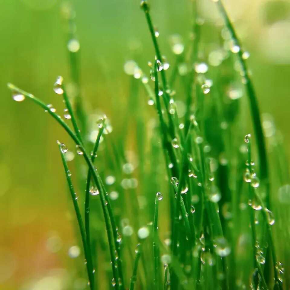 蔷薇花4101