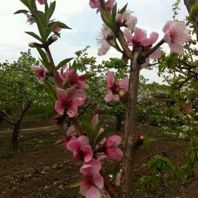 成权