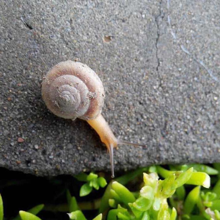 Snail