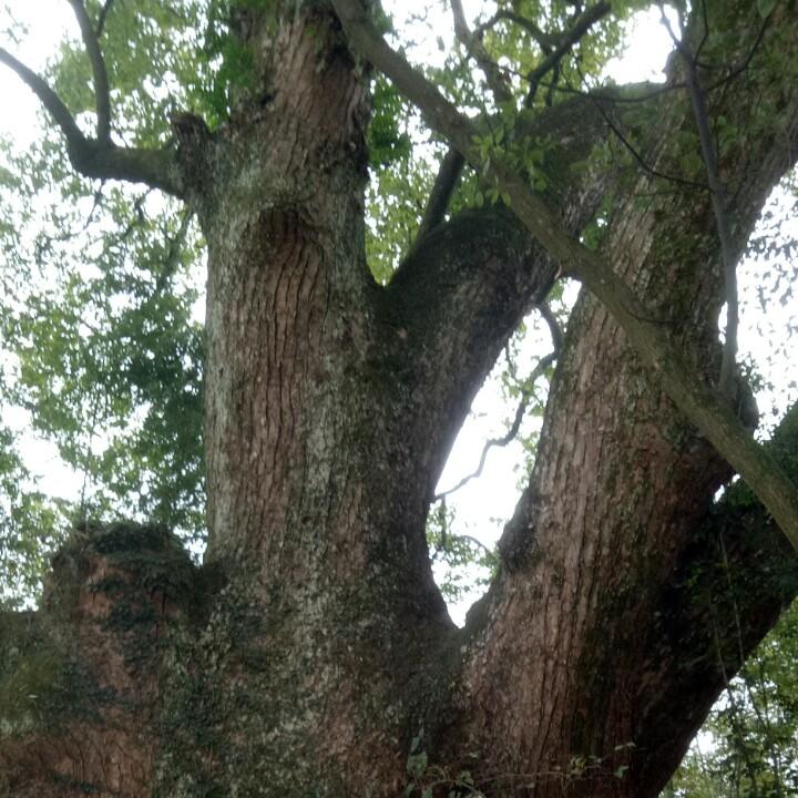 好人一生平安