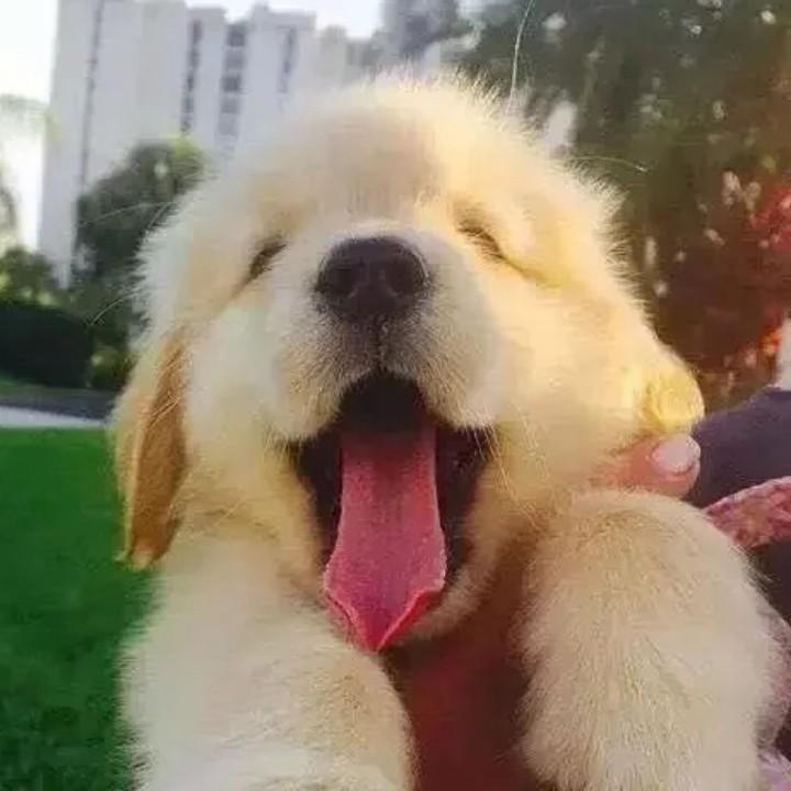 会飞的波斯猫🐱