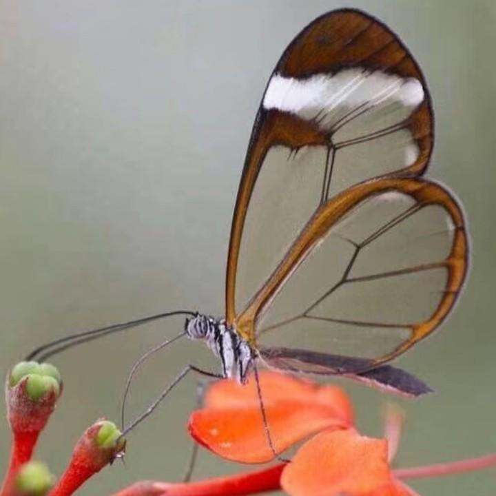 龙须虎