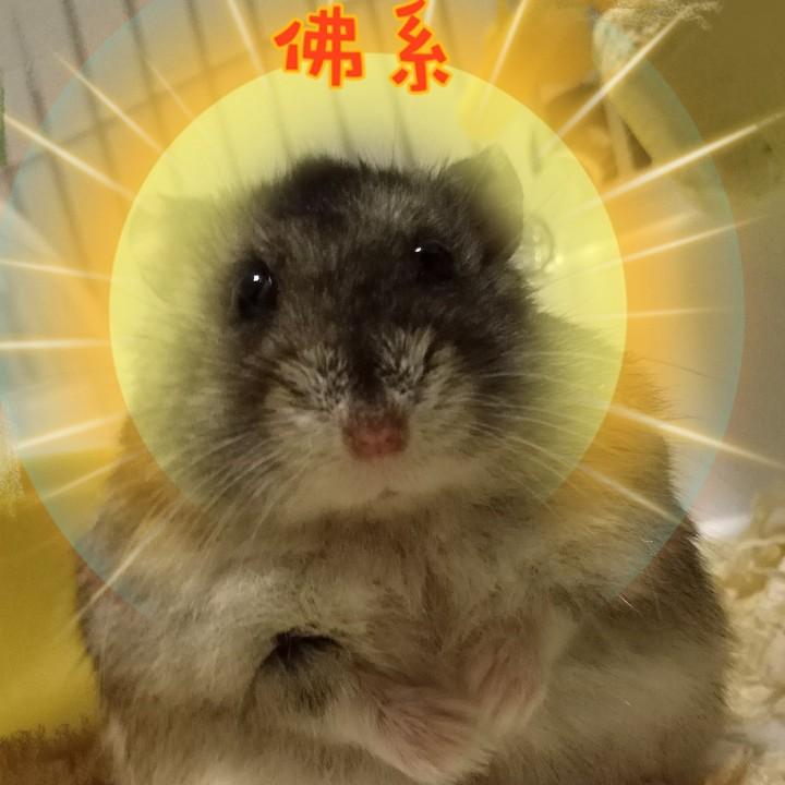小帅专用
