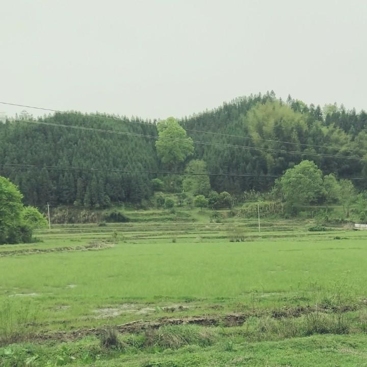 来禧