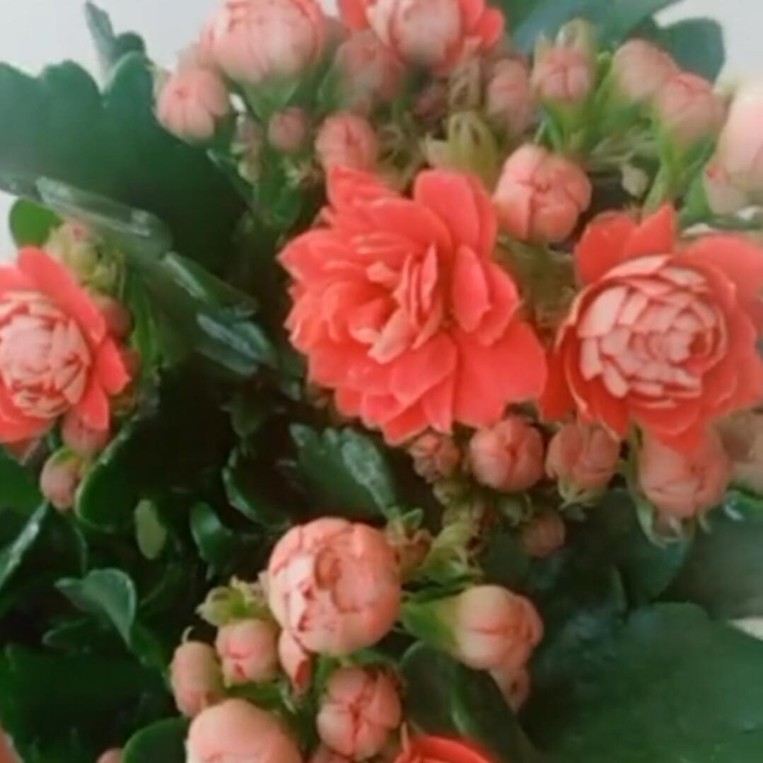 🌻🌻石来运转