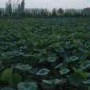 日月明李爱明1351