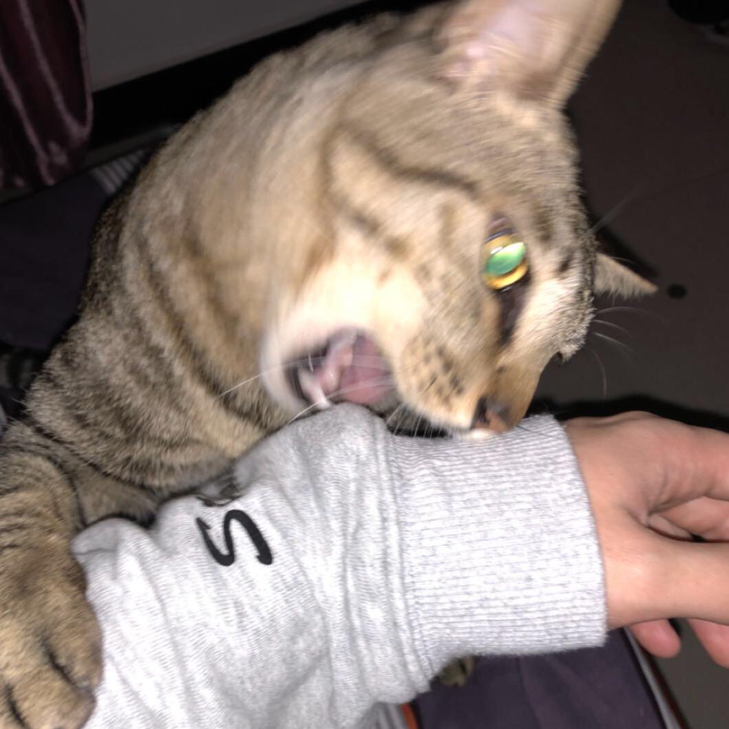 Q