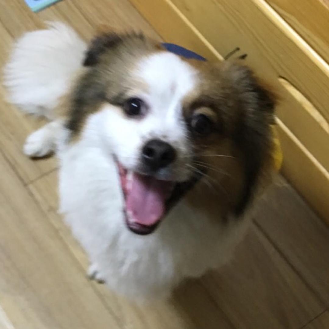 黑马