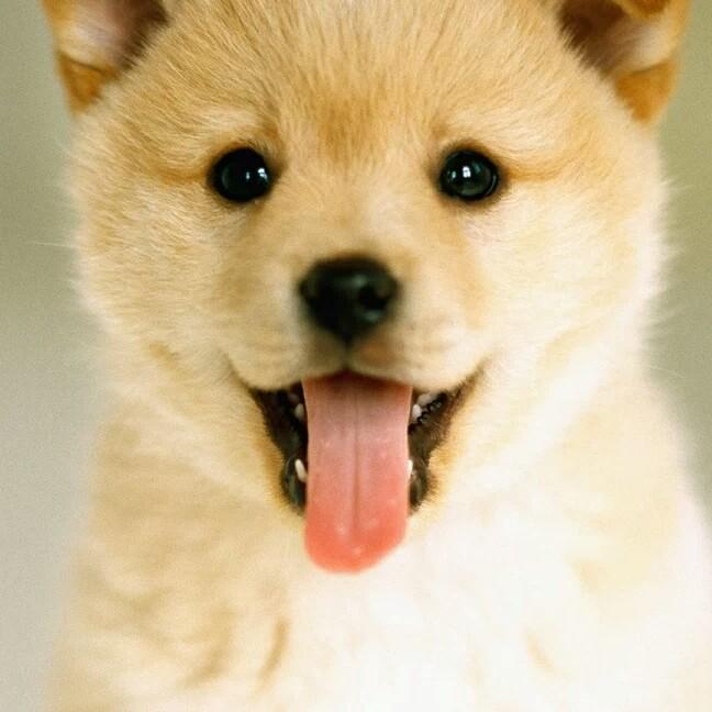 麦琪的衣衣小店🐶