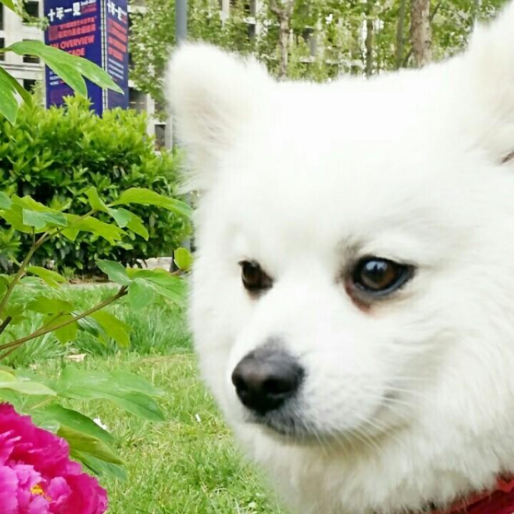 橄榄人