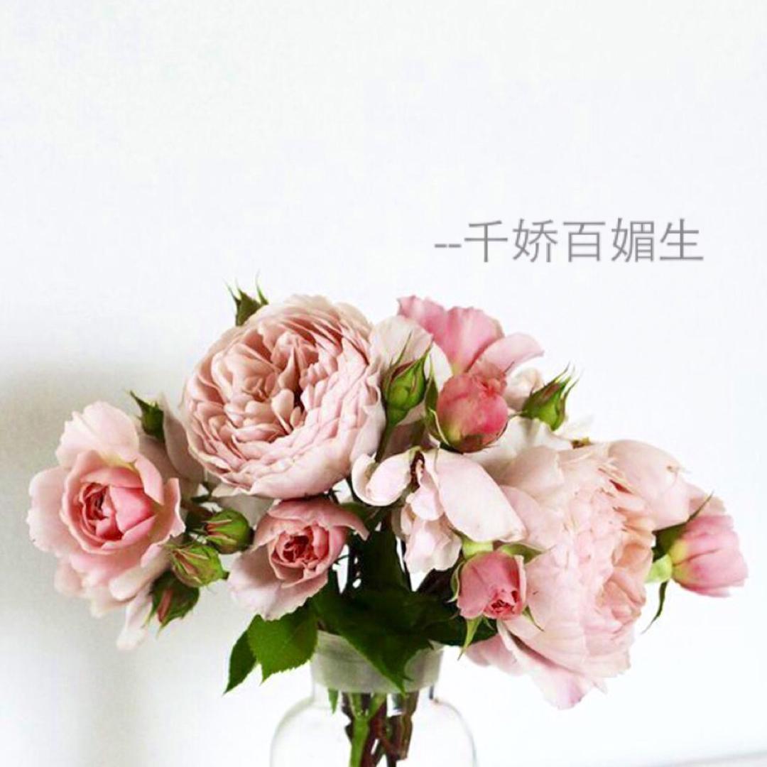 香水百合