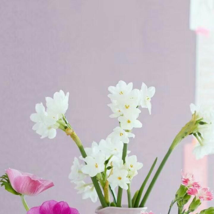 单纯心花