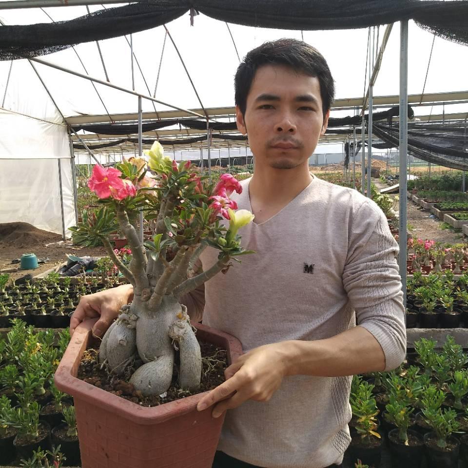 植悟卉长沙漠玫瑰基地