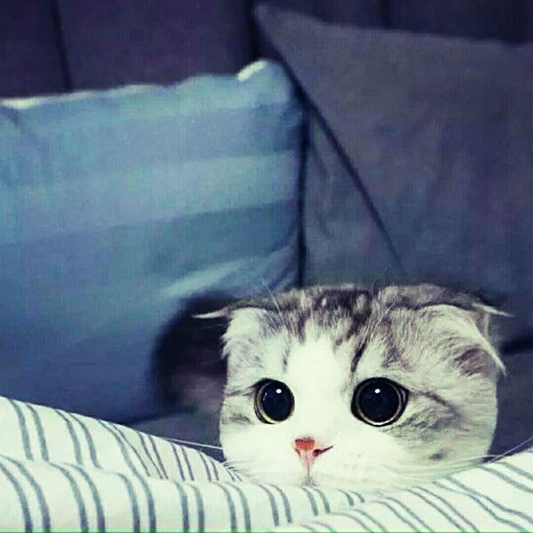 申申王