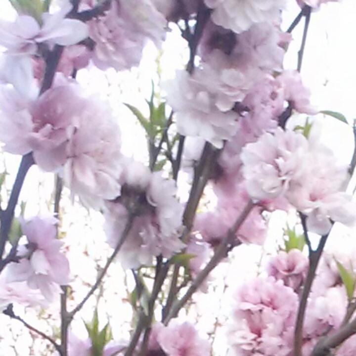 微风