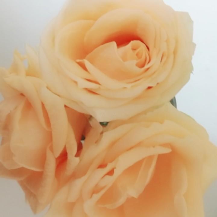 清风£袭人