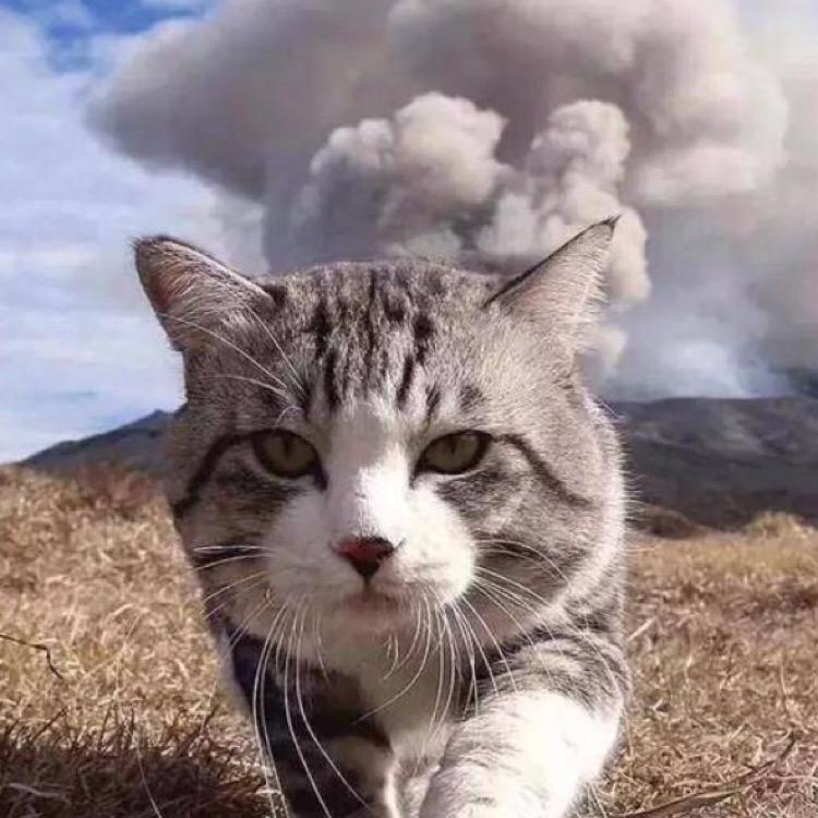 我的猫呢