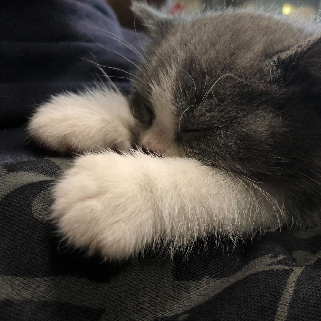 厦门猫叔