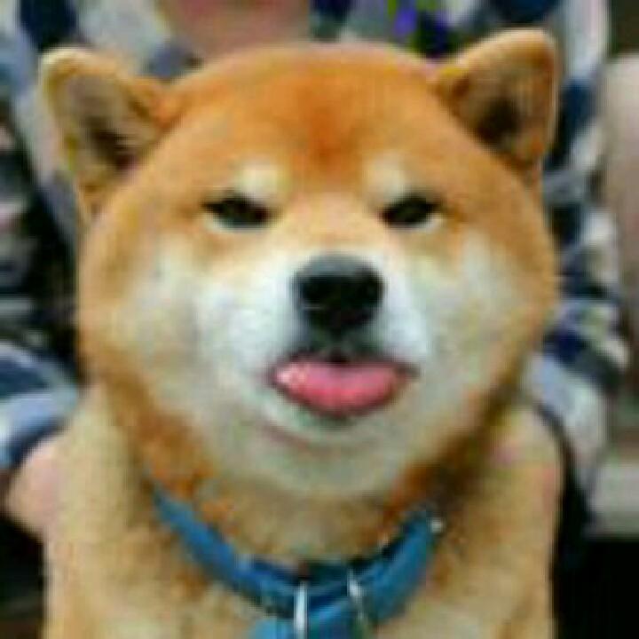 一只柴柴柴~