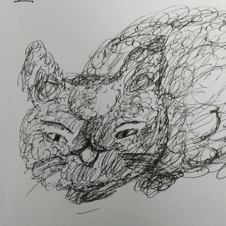 赵书宇家的猫🐱🐱🐱