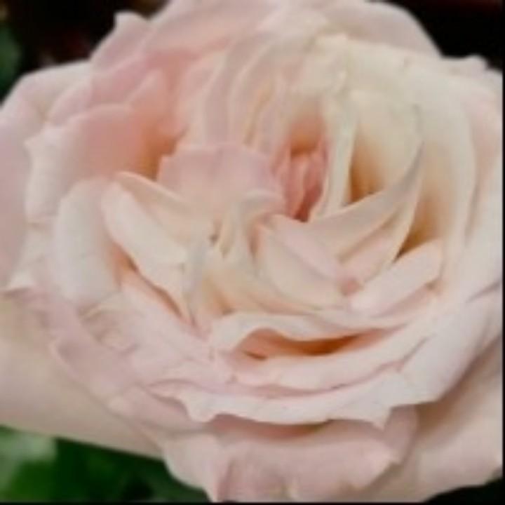 小林子