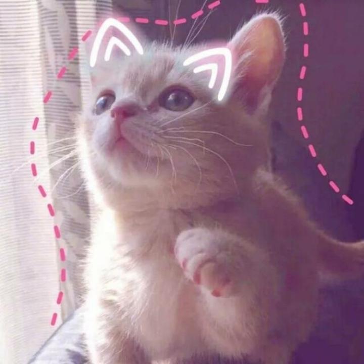 琪琪(=^▽^=)