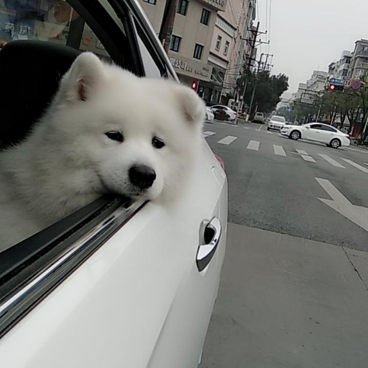 泡泡跟nono的故事