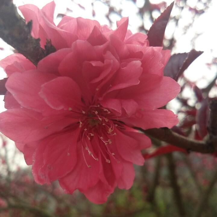 明丹育轩