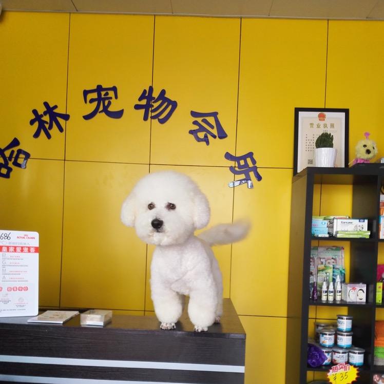 哈林宠物会所