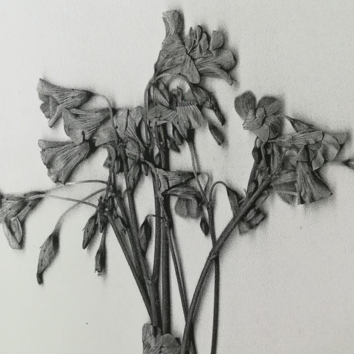 扶老爷爷去碰瓷