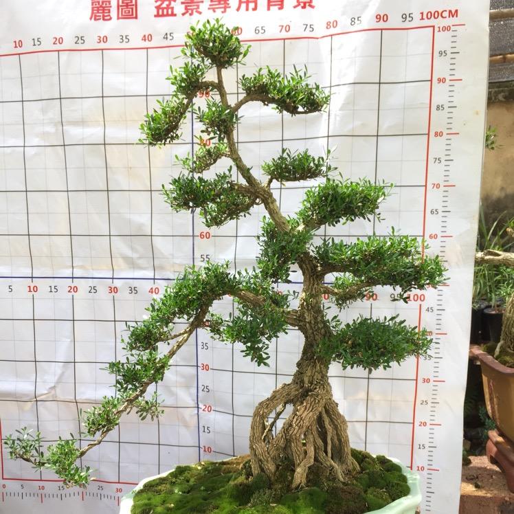 官庄精心花木盆景