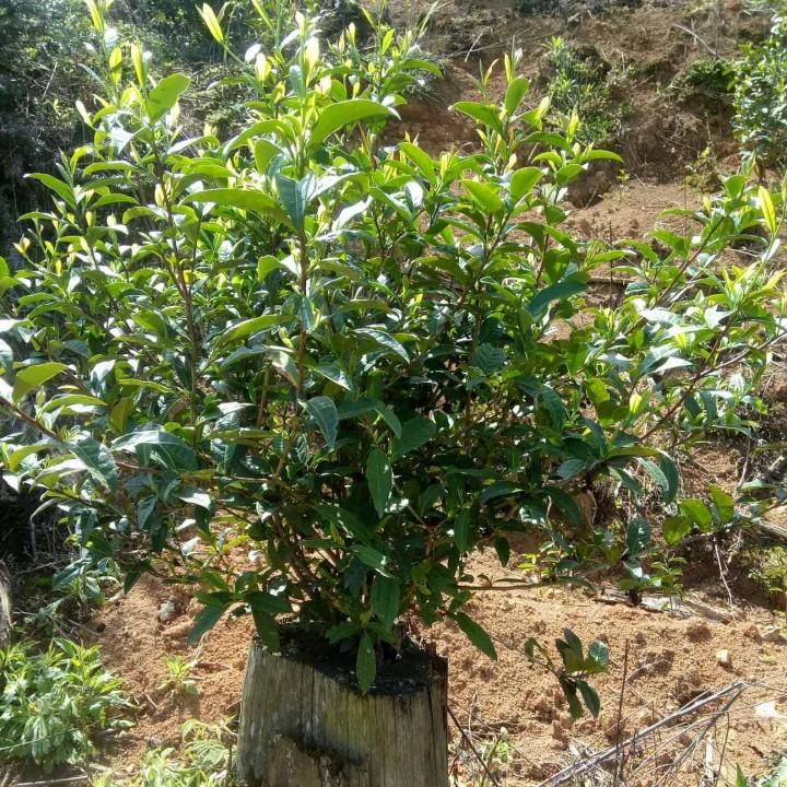 揽山河