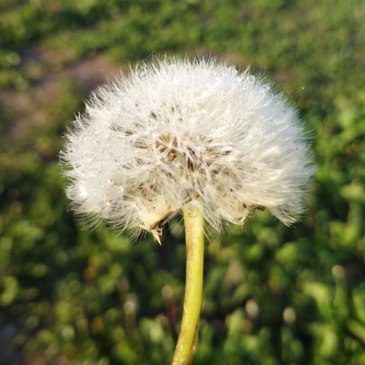 太阳雨
