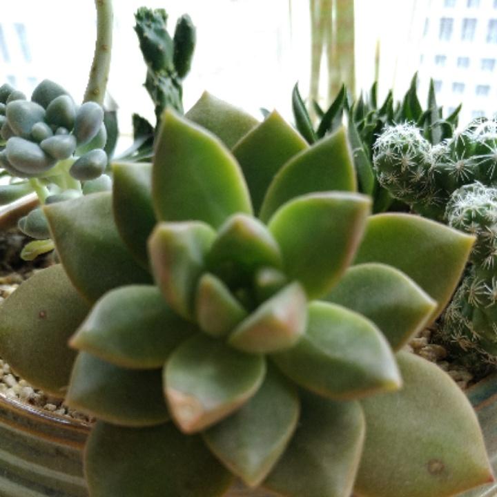 于中非