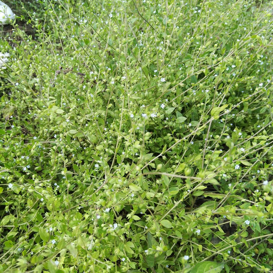 晴雨相伴