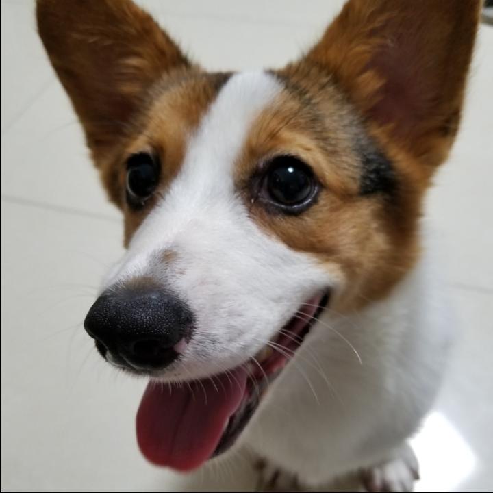 当归来当家