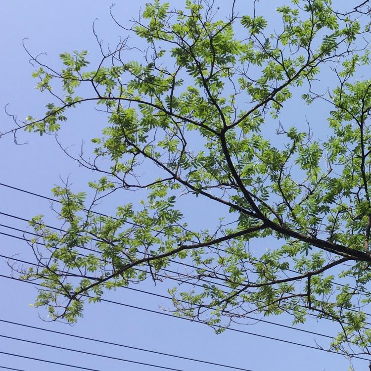 疾风俊