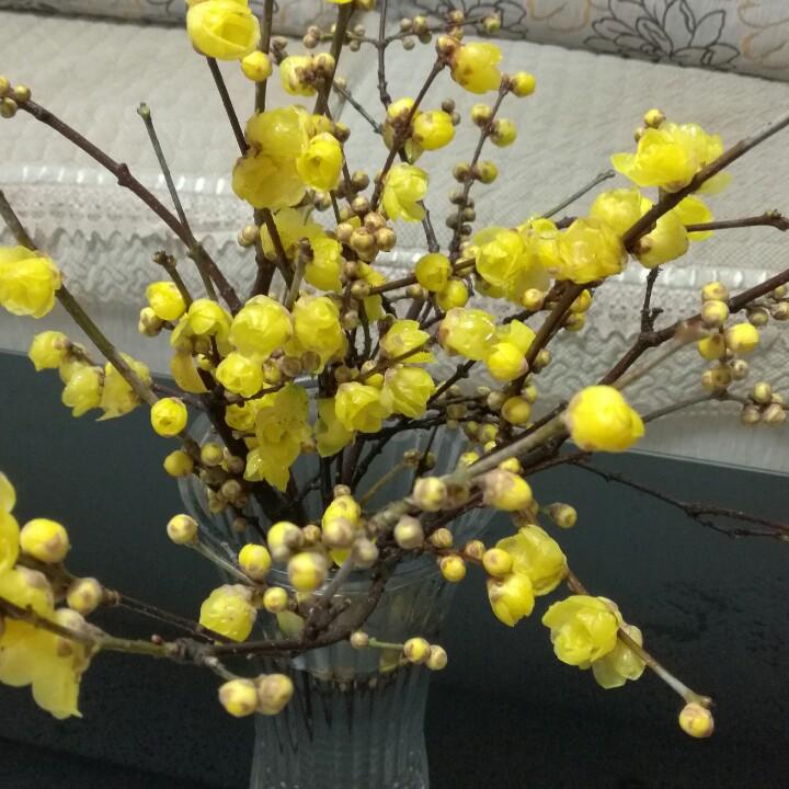 姝姝
