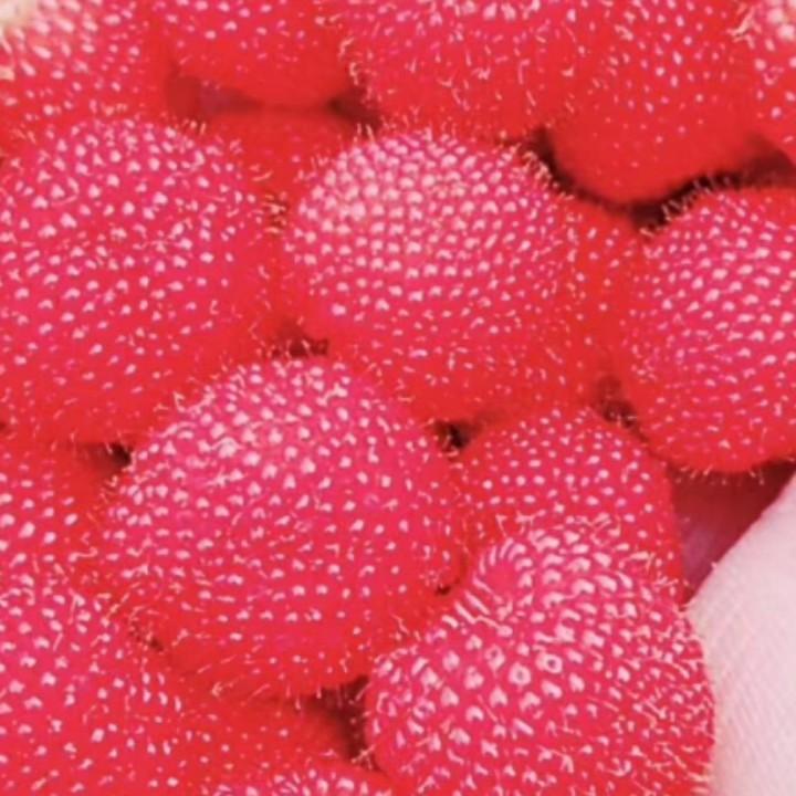 细嗅蔷薇