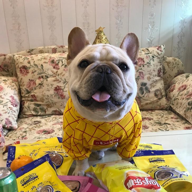 三条是只小法斗