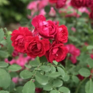 春暖花开