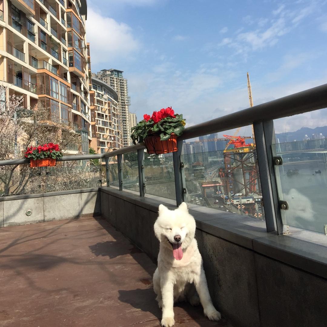 小柳妹儿