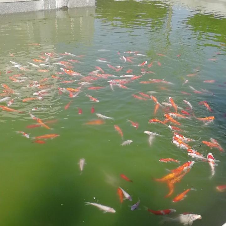饮马浏花河
